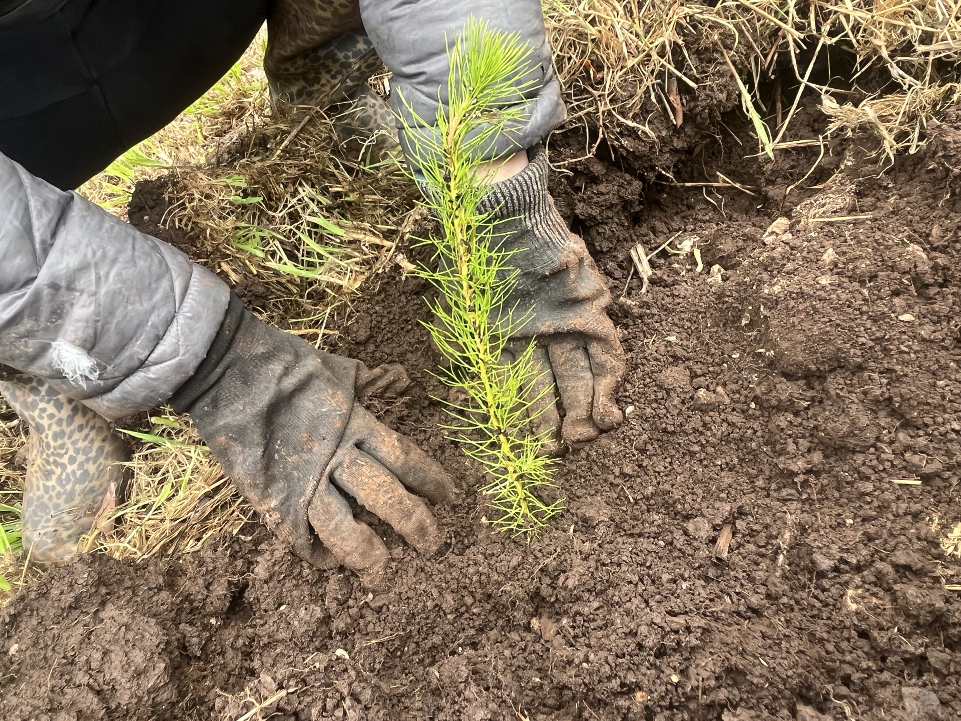 Close-up of fresh young Christmas tree seedling