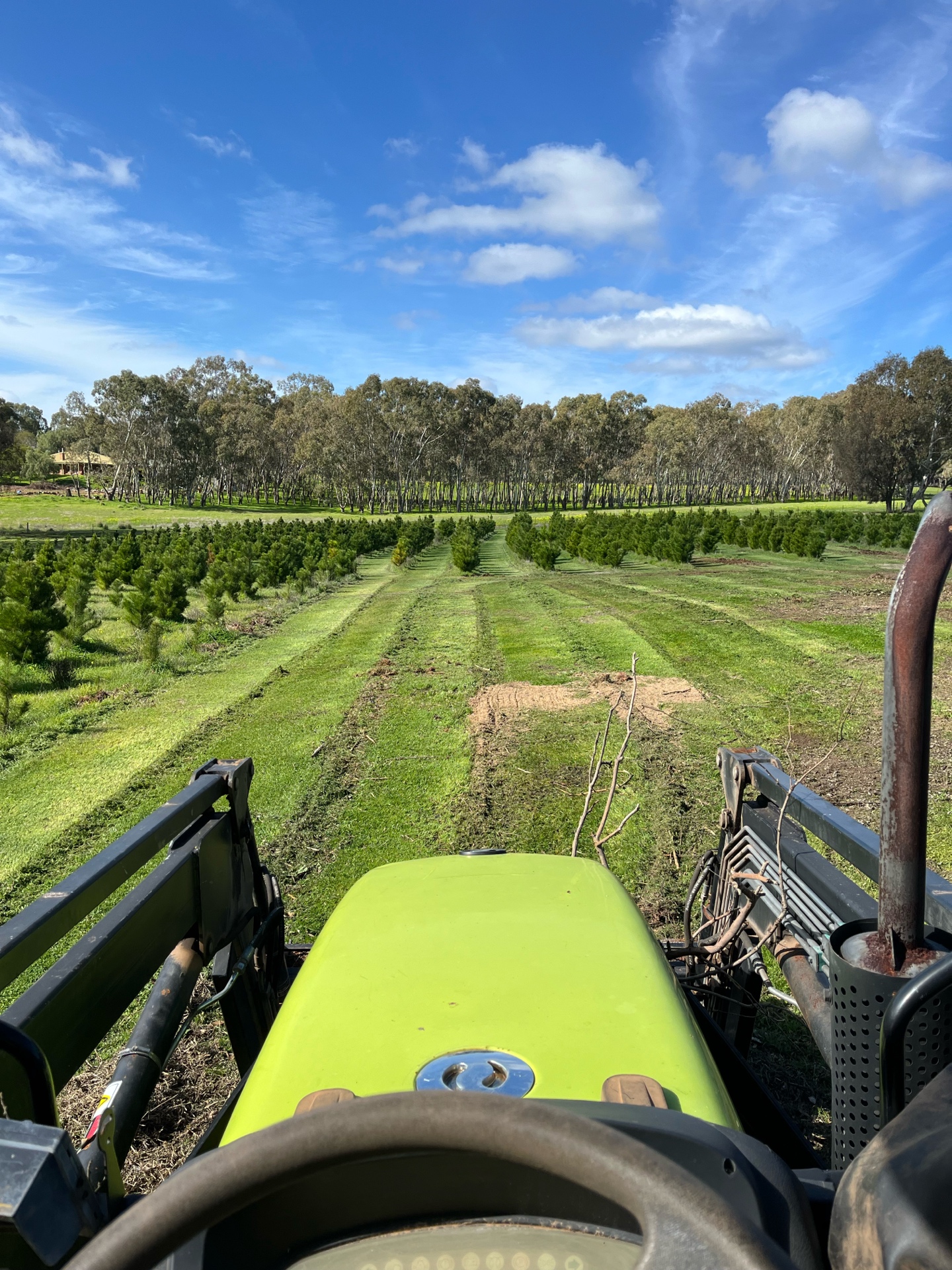 Tractor view of the Christmas tree farm rows
