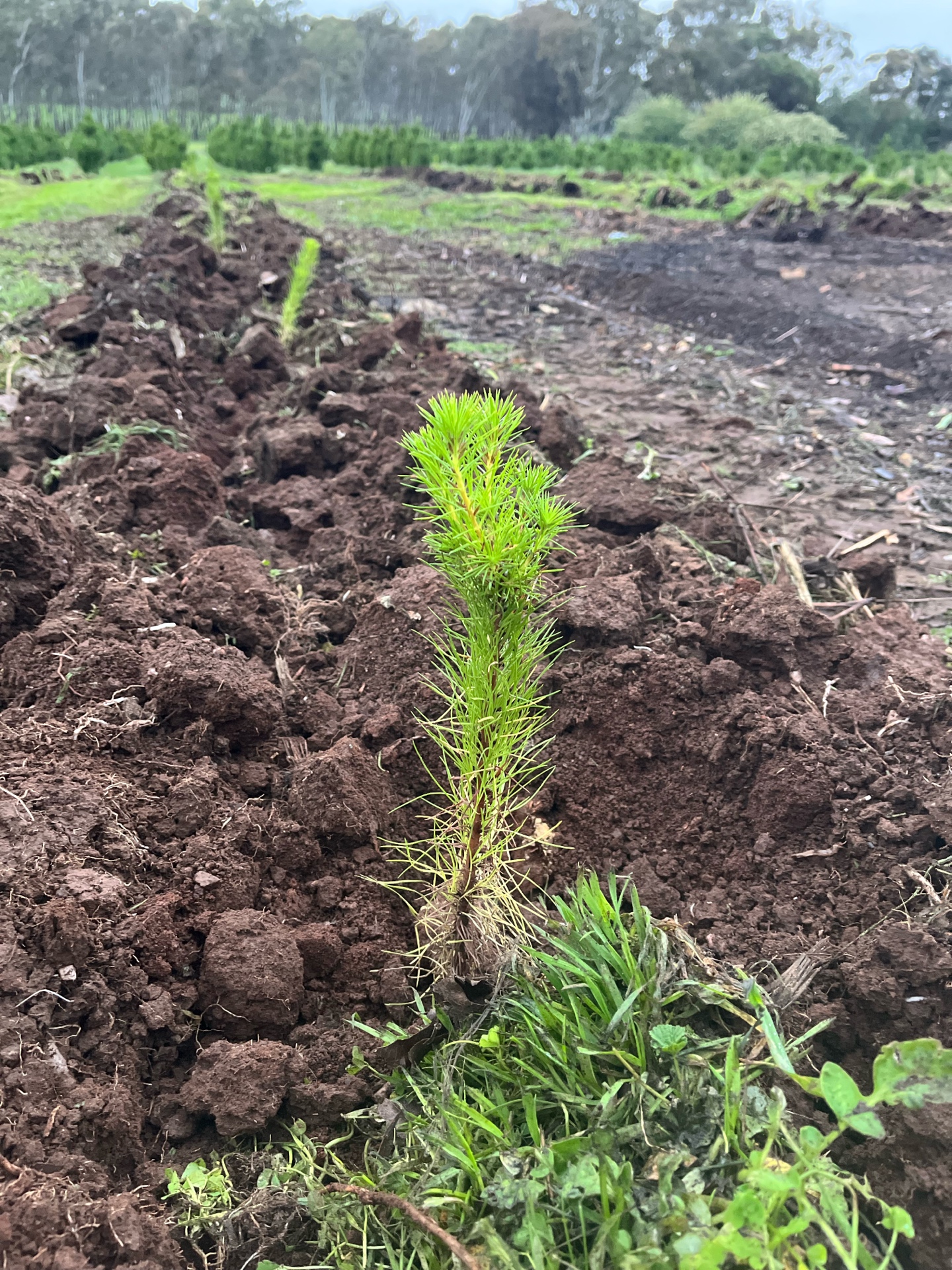 Young Christmas tree seedlings growing on the farm