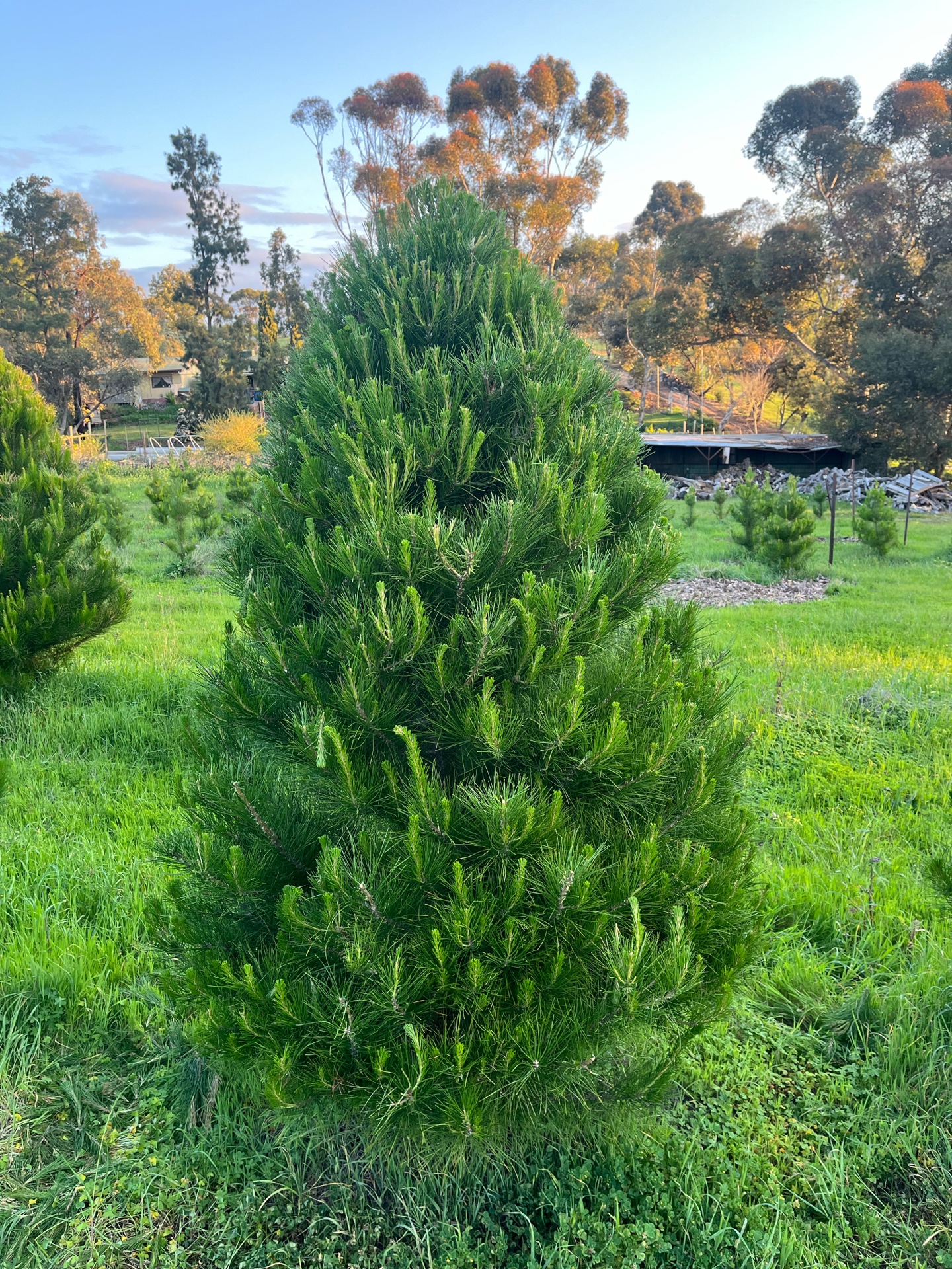 A healthy Christmas tree growing at One Tree Hill Christmas Tree Farm