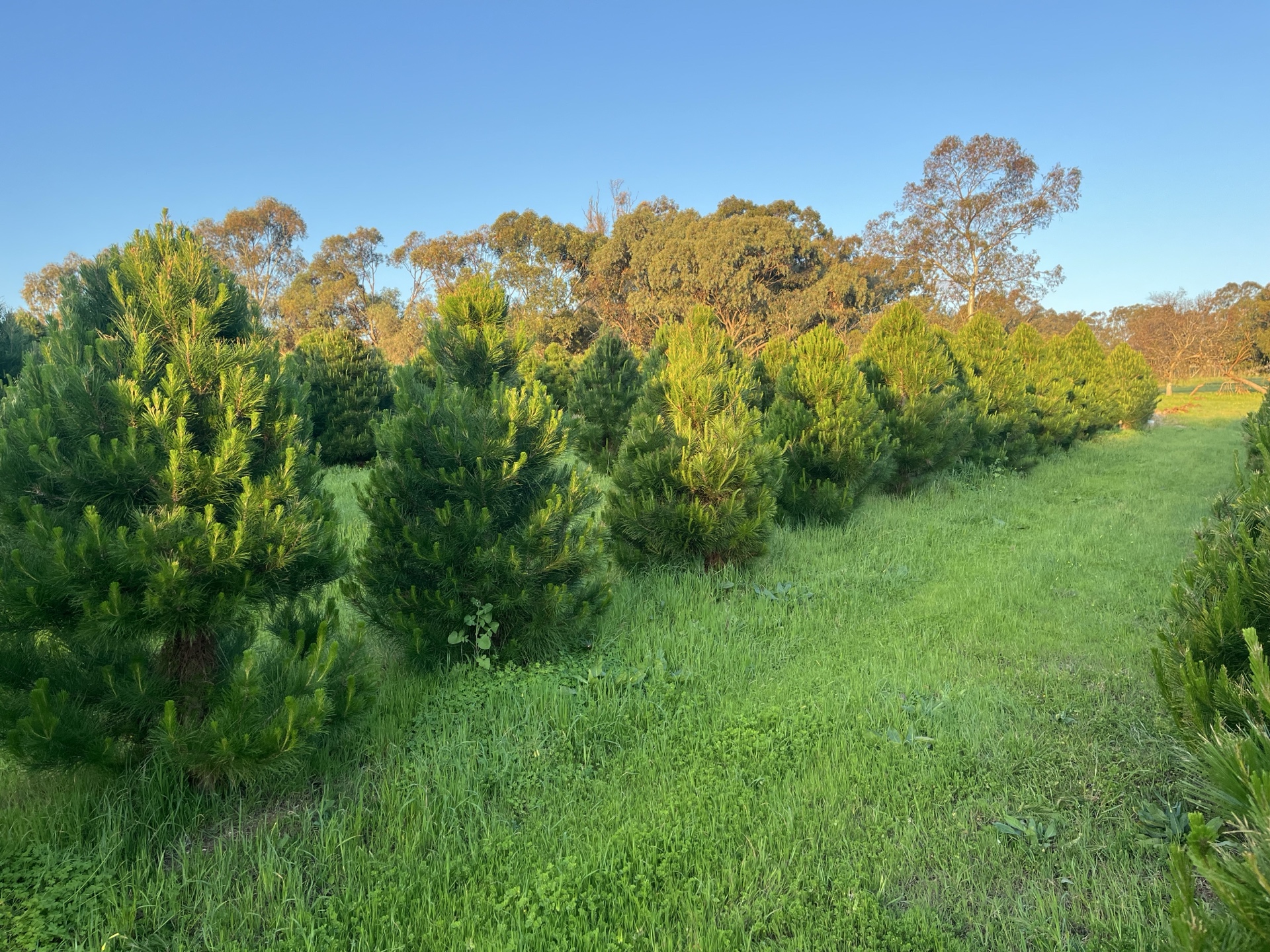 Lush green Christmas trees ready for selection