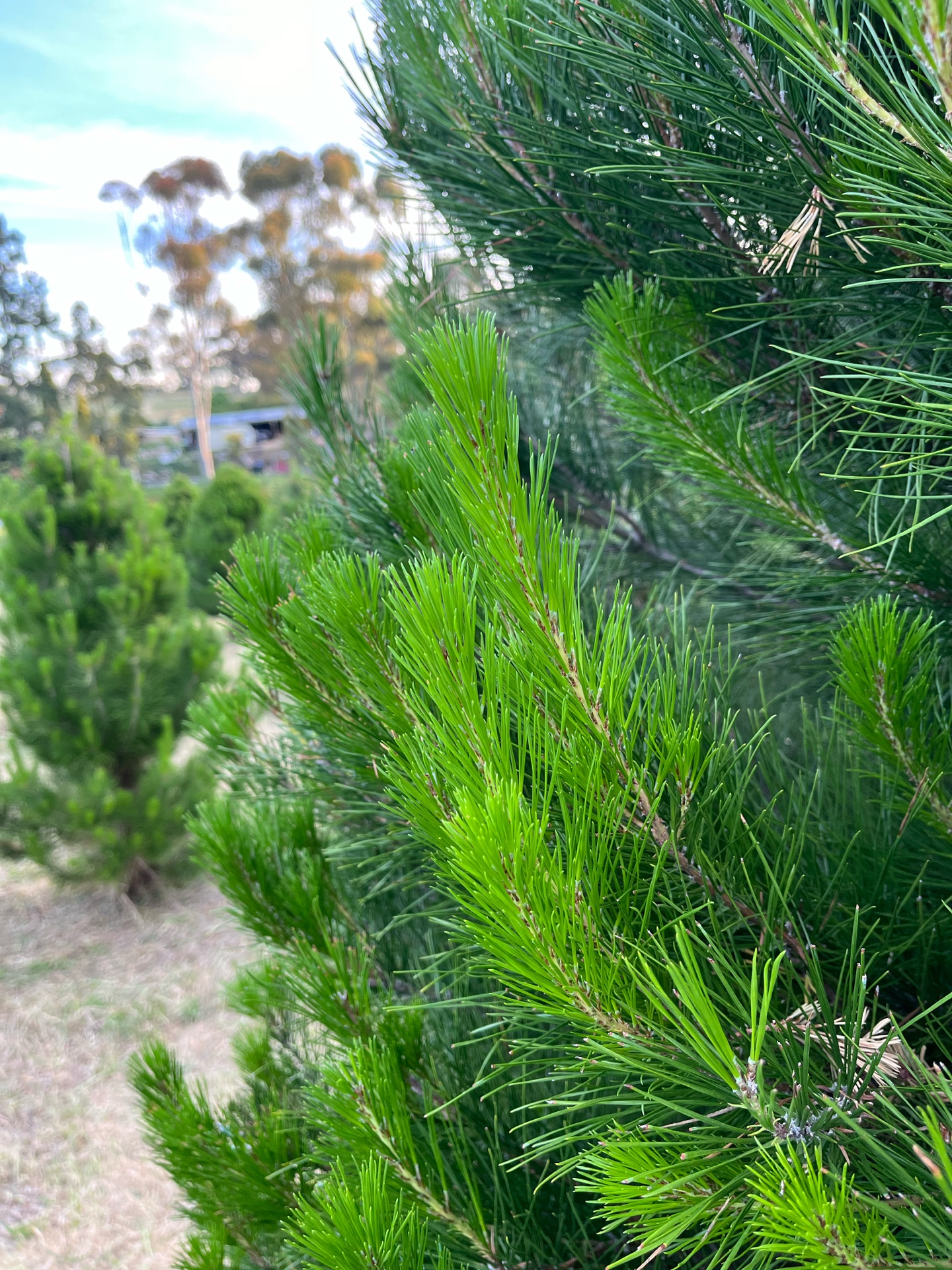 Vibrant green Christmas tree foliage close-up
