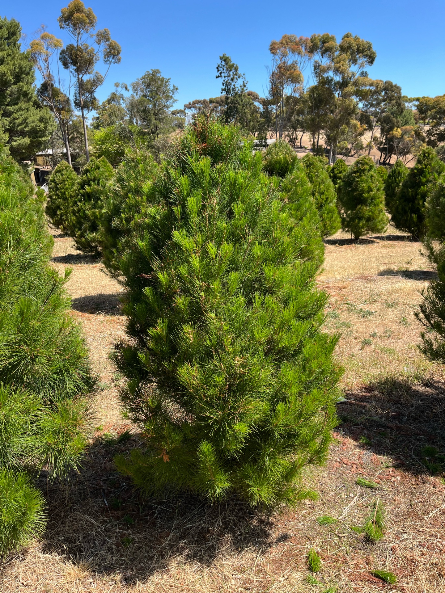Scenic view of the tree farm with native trees in background