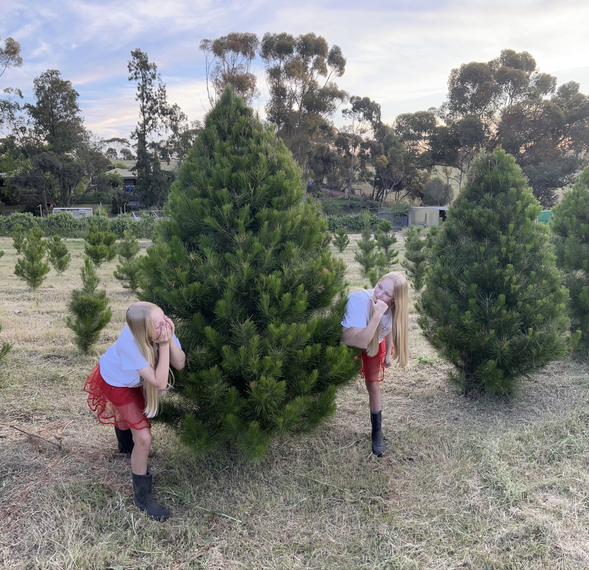 Children posing with Christmas trees at the farm