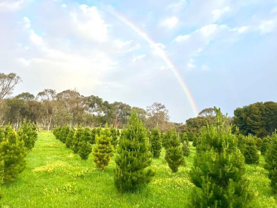 Rows of Christmas trees with a rainbow over the farm
