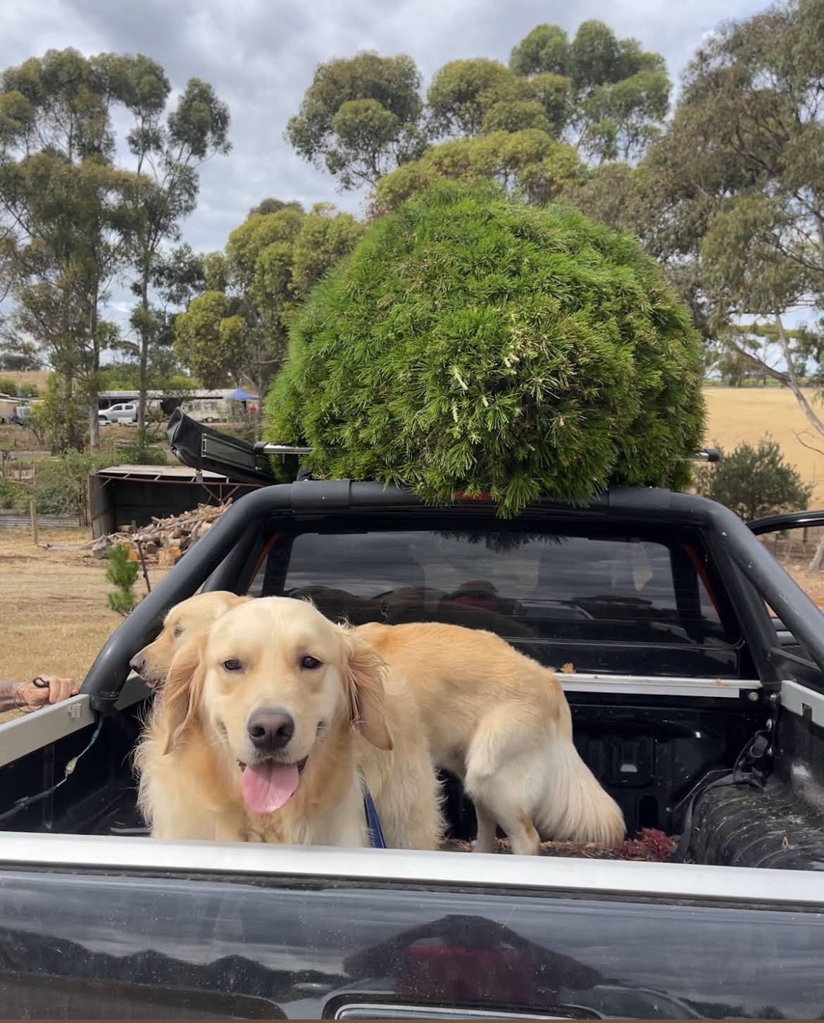 Dogs in the back of a ute with a Christmas tree transported home