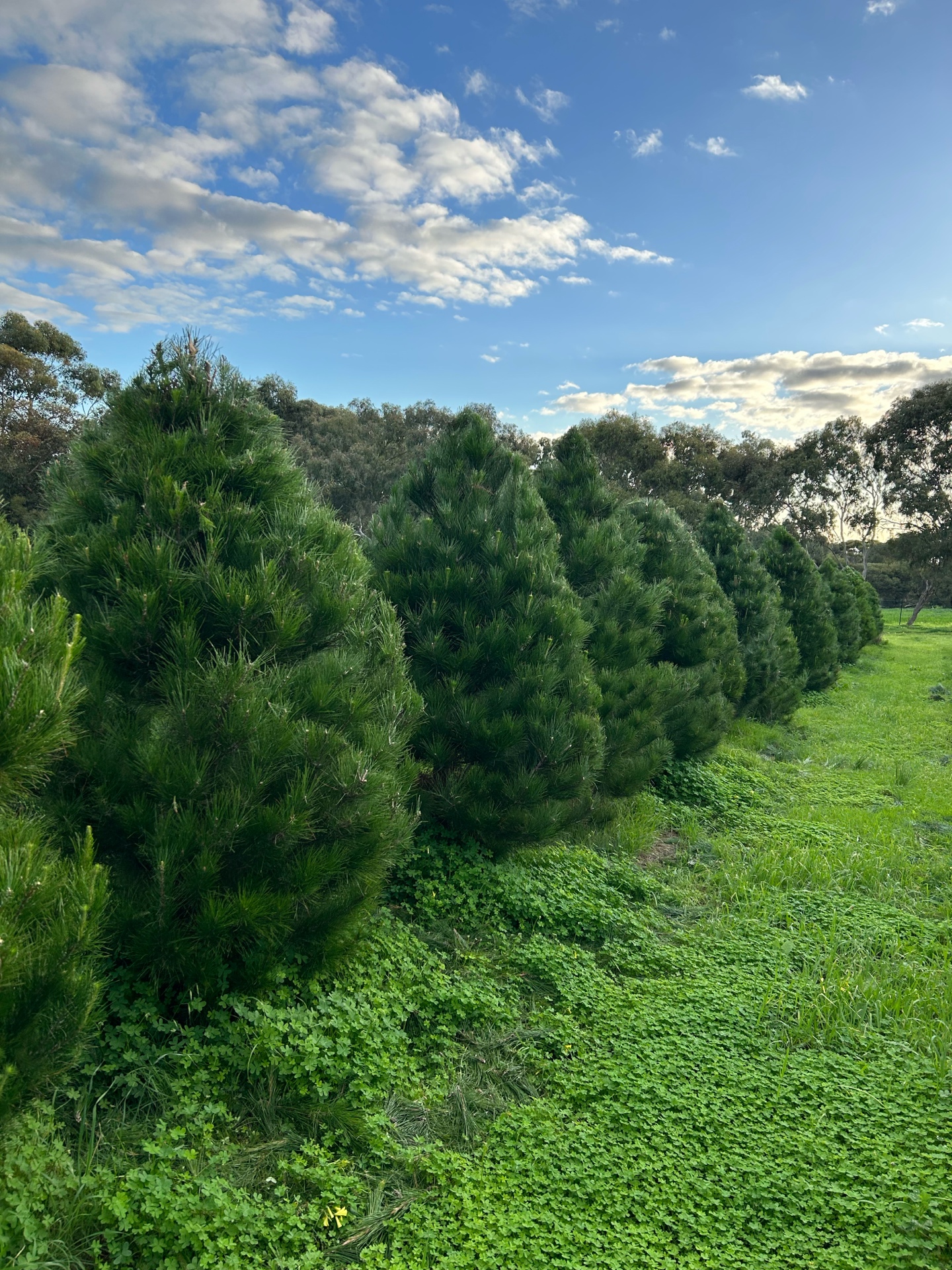Beautiful rows of green Christmas trees at One Tree Hill Farm